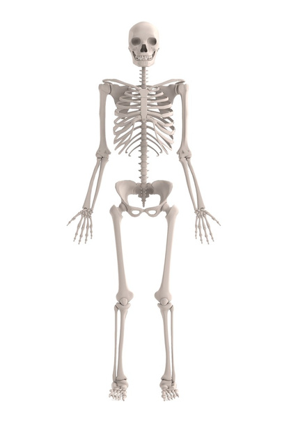 Реалістичний 3d рендеринг чоловічого скелета
 - Фото, зображення