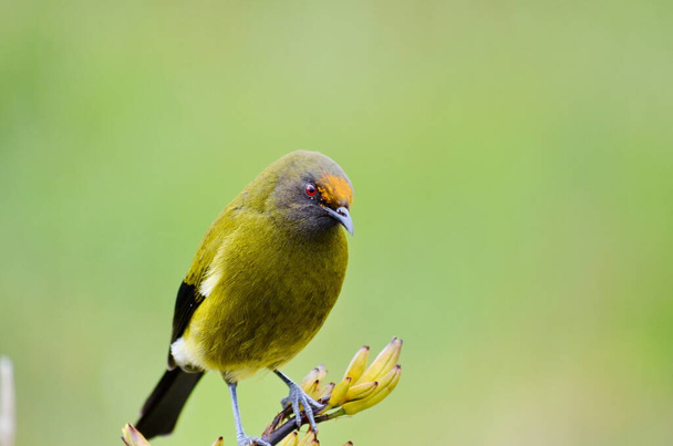 Bellbird in the wild, Nuova Zelanda - Foto, immagini