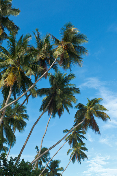 palmy v nebi - Fotografie, Obrázek