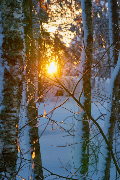 Glimpses του ηλιοβασιλέματος στο χιονισμένο δάσος του χειμώνα. - Φωτογραφία, εικόνα