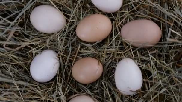 As mãos humanas tomam ovos de galinha crus frescos orgânicos, que se encontram no feno e giram no sentido horário em círculo. - Filmagem, Vídeo