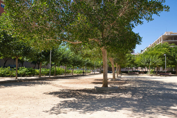 näkymä puistoon Alicanten kaupungissa, joka sijaitsee Valencian yhteisössä, Espanjassa. kolme - Valokuva, kuva