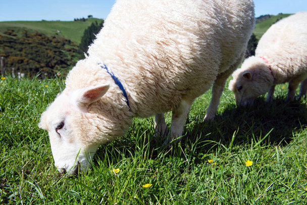 Yeşil çayırlarda otlayan iki koyunun ayrıntıları - Fotoğraf, Görsel