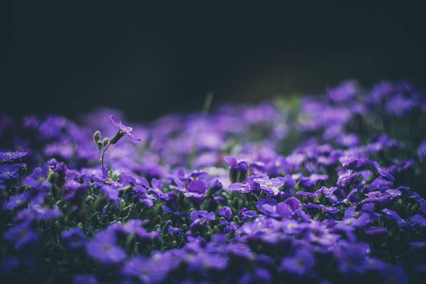 Aubrieta, kleine blaue Blüten weichen Fokus vintage Rendering-Linse - Foto, Bild