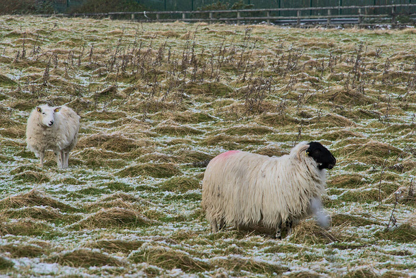 Dwie urocze owce pasące się na śnieżnej trawie wzdłuż Ticknock Road, Co. Dublin, Irlandia. Piękna zimowa sceneria. Niezwykła irlandzka zima. Owce z czarną głową - Zdjęcie, obraz