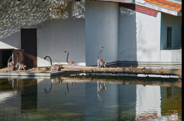 Групи довгохвостих лемурів і їх відображення на маленькому ставку в зоопарку. Вони біжать по мосту з дерев "яного дерева разом зі своїми домашніми воротами.. - Фото, зображення