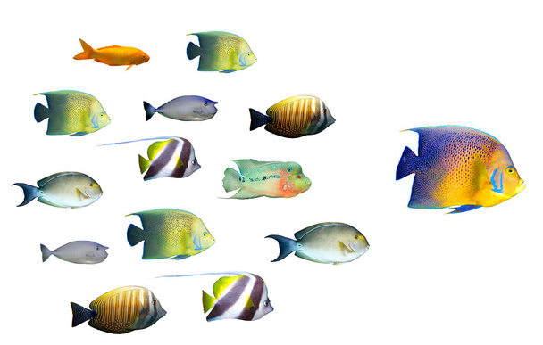 Concetto di leadership - grande scuola leader di pesci tropicali
 - Foto, immagini