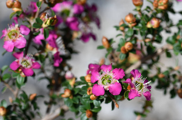 Hluboké růžové květy australského čajovníku Leptospermum Rudolph, čeledi Myrtaceae. Hybridní leptospermum spectabile a Leptospermum morrisonii - Fotografie, Obrázek