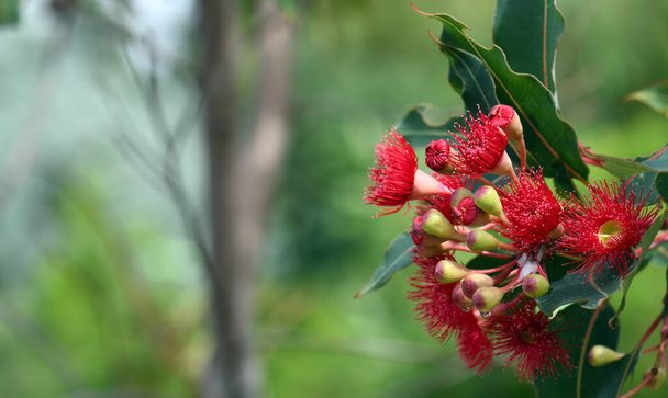 コピースペースとオーストラリアの自然背景。オーストラリア原産の開花ガムの木の赤い花コリンビア・フィチフォリア山火事品種、 Family Myrtaceae.西オーストラリア州オールバニ近郊のスターリング山脈への固有種 - 写真・画像