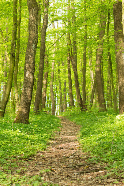 Spring forest background - Foto, afbeelding