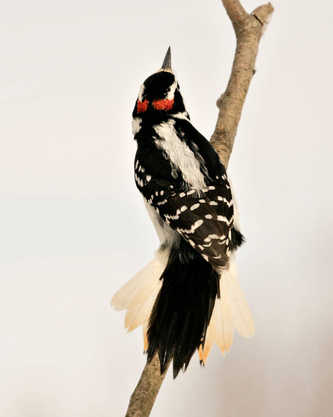 Woodpecker close-up profile rear view perched on a tree branch with blur background in its environment and habitat. Image. Picture. Portrait. Woodpecker Stock Photo. - Fotó, kép
