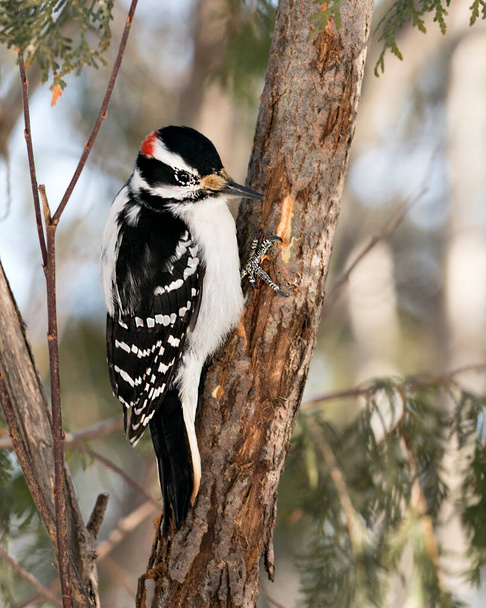 Woodpecker lähikuva profiilin näkymä kiipeily puunrunko ja näyttää sulka plumage sen ympäristössä ja elinympäristössä metsässä sumea tausta. Kuva. Kuvassa. Muotokuva. Puutikka varastossa valokuva. - Valokuva, kuva