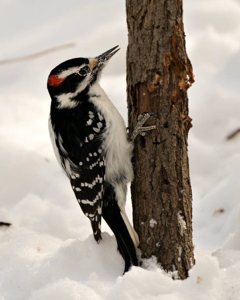 Woodpecker close-up profil pohled lezení strom kmen se sněhovým pozadím v zimním období ve svém prostředí a stanoviště v lese s rozmazaným pozadím. Obrázek. Fotka. Portrét. Dřevorubec Stock Fotka. - Fotografie, Obrázek