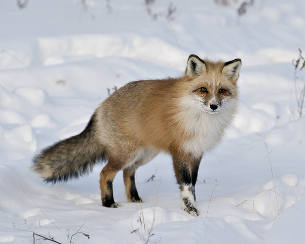 Czerwony lis zbliżenie patrząc na aparat fotograficzny w sezonie zimowym w swoim otoczeniu i siedlisku z rozmazanym tle śniegu wyświetlające krzaczasty ogon lisa, białe łapy znak, futro. Obraz. Zdjęcie. Portret. Zdjęcie Fox Stock. Lis unikatowy. - Zdjęcie, obraz