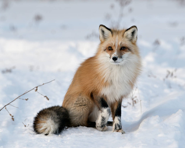Widok profilu zbliżenie Red Fox siedzi w sezonie zimowym w swoim otoczeniu i siedlisku z rozmazanym tle śniegu wyświetlające krzaczasty ogon lisa, białe łapy znak, futro. Obraz. Zdjęcie. Portret. Zdjęcie Fox Stock. Lis unikatowy. - Zdjęcie, obraz