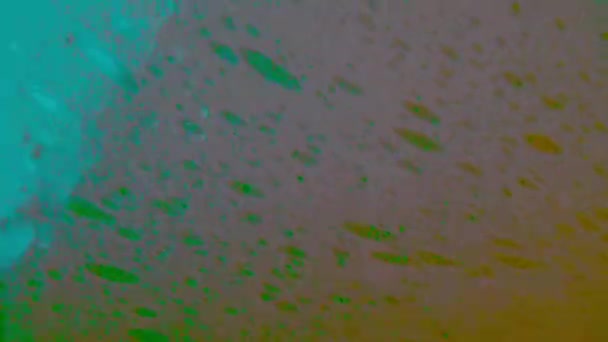 Burbujas de jabón, espuma, primer plano en la iluminación del movimiento del arco iris, fondo colorido, macrofotografía - Imágenes, Vídeo