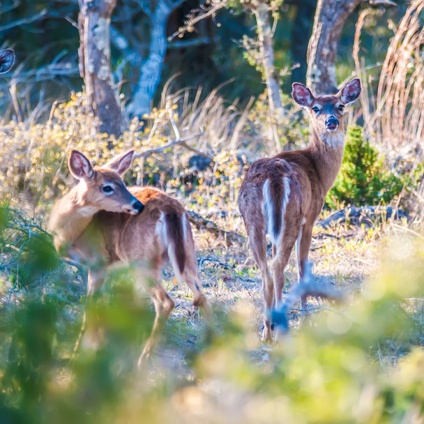 Λευκή ουρά ελαφιών bambi στην άγρια φύση - Φωτογραφία, εικόνα