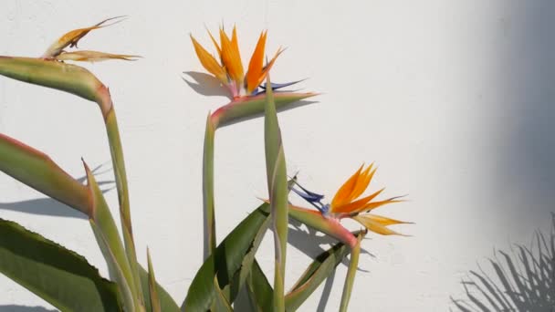 Strelitzia bird of paradise tropical crane flower, California USA. Flor floral exótica naranja, sombra en la pared blanca, planta de interior de moda natural para la jardinería casera. Ambiente de verano en Los Ángeles - Metraje, vídeo