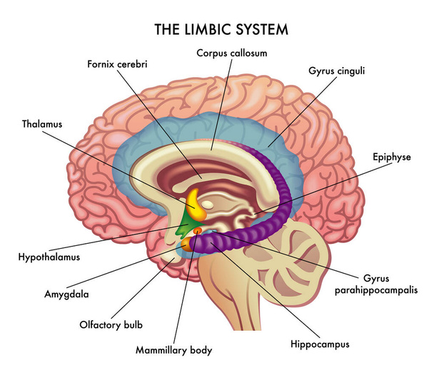 Медицинская иллюстрация лимбической системы - Вектор,изображение