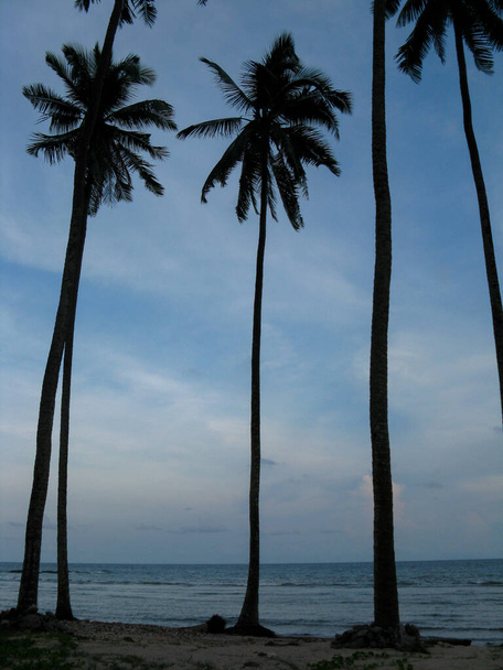 Silhouette von Kokospalmen am Strand von Port Blair in den Andamanen und Nikobaren Indien - Foto, Bild