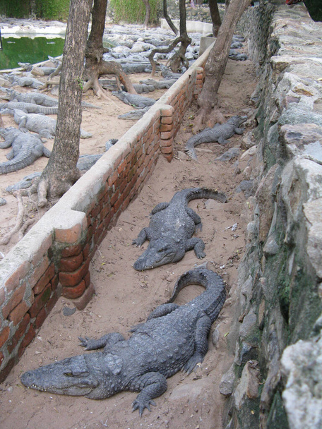 Селективное фокусное изображение многих крокодилов, расслабляющихся на песке и воде внутри корпуса - Фото, изображение