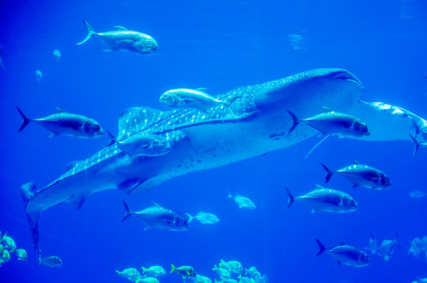 καρχαρίες φαλαινών, κολύμπι σε ενυδρείο με ανθρώπους παρατήρηση - Φωτογραφία, εικόνα