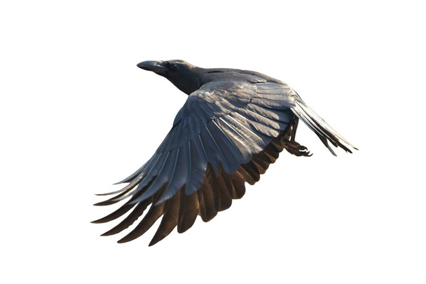 Image of a crow flapping its wings isolated on white background. Birds. Wild Animals. - Photo, Image