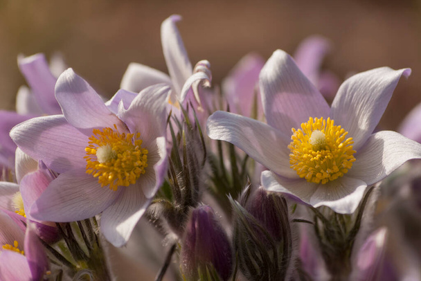 Pasque Flower, first spring flower (Pulsatilla vulgaris) - Photo, Image