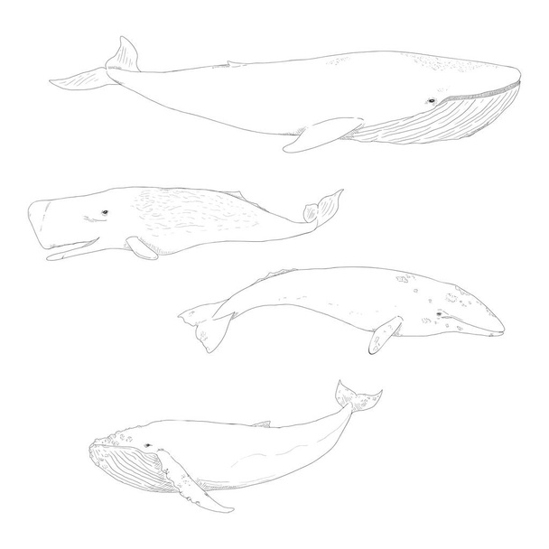 Ensemble vectoriel de rorquals croquis. Rorqual bleu, cachalot, baleine grise et rorqual à bosse. - Vecteur, image