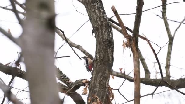 Great Spotted Woodpecker on tree - (Dendrocopos major) - Footage, Video