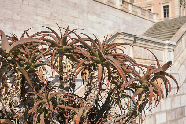 Vista de Aloe arborescens planta - Foto, imagen