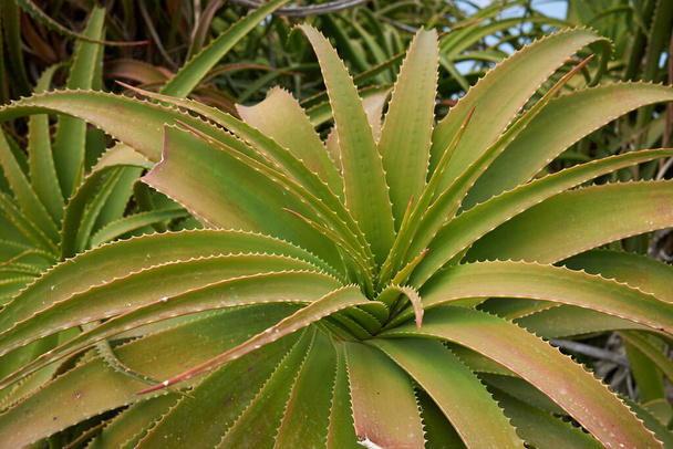 green succulent plants of Aloe arborescens in sicily - Photo, Image