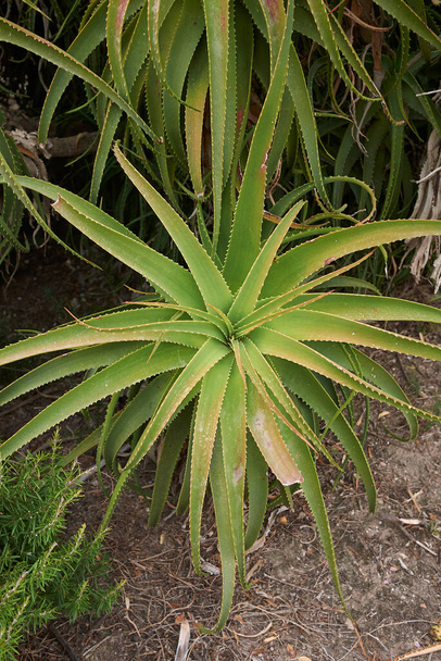 Aloe arborescens zöld zamatos növényei Szicíliában - Fotó, kép