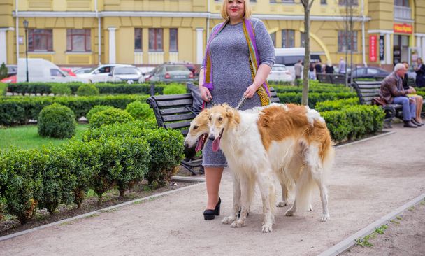 Plus size woman on a walk with the dog of the Russian hound breed of greyhounds.  Pets and humans, friends of people - Photo, Image