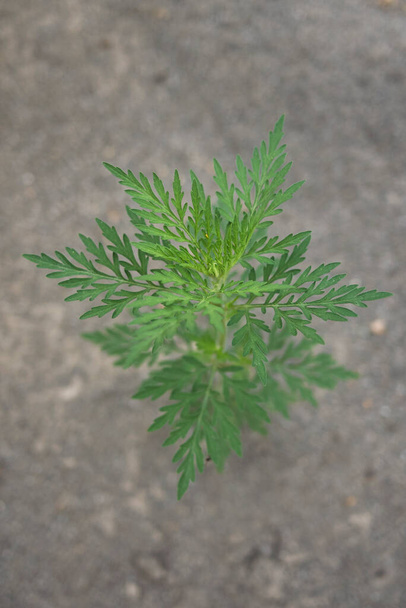  Vista de la planta de Ambrosia artemisiifolia - Foto, imagen