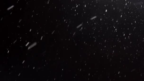 Real snow, falling snow, isolated on black background in 4K, - Footage, Video