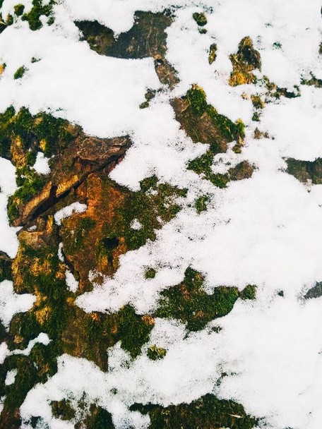 Кора дерева, покрита таненням снігу, природний фон
  - Фото, зображення