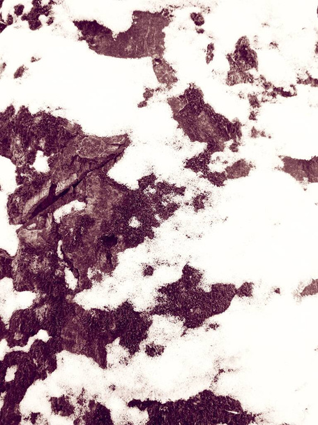 Kora drzewa pokrytego topniejącym śniegiem, naturalne tło  - Zdjęcie, obraz