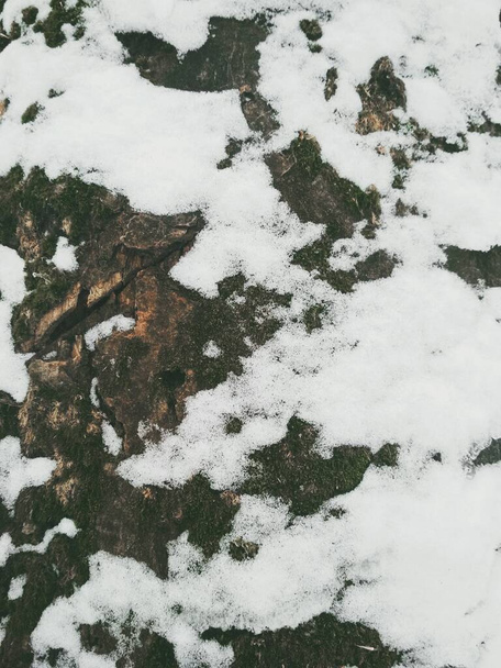 Blaf van een boom bedekt met smeltende sneeuw, natuurlijke achtergrond  - Foto, afbeelding
