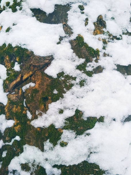 Rinde eines Baumes mit schmelzendem Schnee bedeckt, natürlicher Hintergrund  - Foto, Bild
