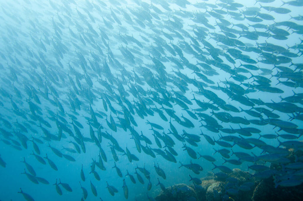 School of Doubleline Fusilier ( Pterocaesio digramma ) swimming in the blue ocean - Photo, Image