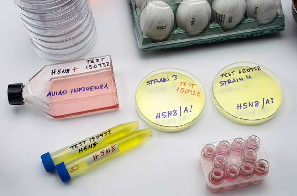 nueva cepa de gripe aviar H5N8 infectada en humanos, placa de Petri con muestras, imagen conceptual - Foto, imagen