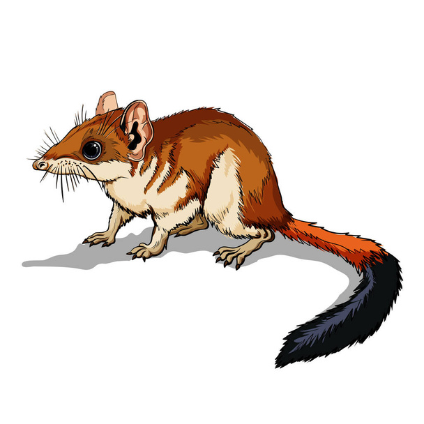 Beutelmaus Kovari. Niedliches braunes Tier sitzt auf einem Ast. Maus, ein Nagetier mit langem Schwanz. Isolierte, vollfarbige Darstellung mit Strichvektorabbildung - Vektor, Bild