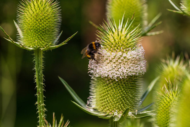 Vista de teasel salvaje con abejorro en el campo de verano. Fotografía de la naturaleza viva y la vida silvestre. - Foto, imagen