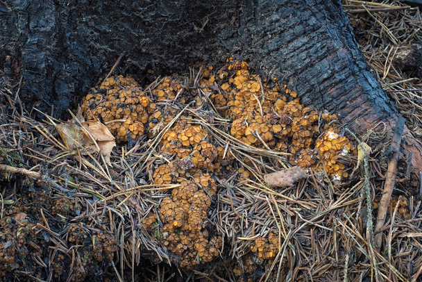 Anthracobia nitida est un champignon non comestible, une photo passionnante - Photo, image