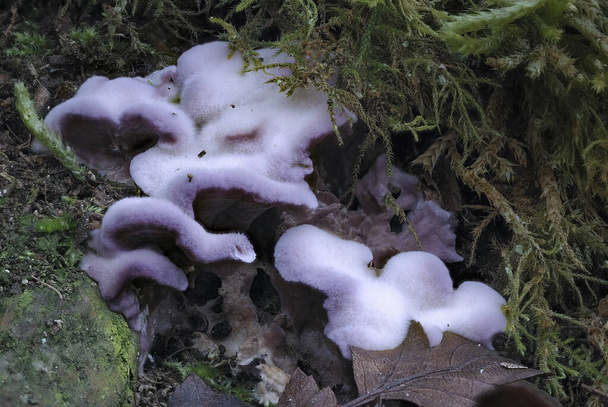 De Silverleaf Fungus (Chondrostereum purpureum) is een oneetbare paddenstoel, een aangrijpende foto - Foto, afbeelding