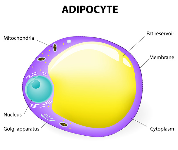 adipocyte structuur. vet cel - Vector, afbeelding