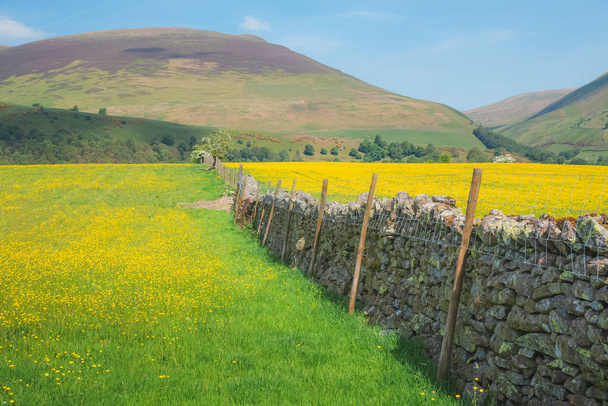 Paysage pittoresque et coloré de la campagne anglaise avec des buttercups jaunes, des collines et un vieux mur de pierre près de Keswick dans le Lake District, Cumbria, Angleterre. - Photo, image