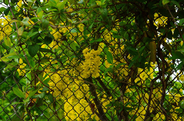 Piękne żółte kwiaty Caragana arborescens na tle bokeh w wiosenny dzień. - Zdjęcie, obraz