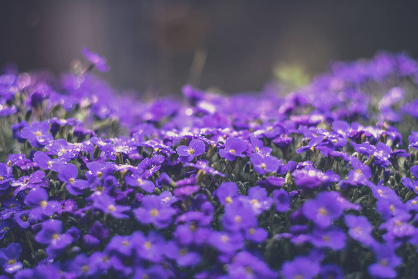 オーブリエタ、小さな青い花ソフトフォーカスヴィンテージレンダリングレンズ - 写真・画像